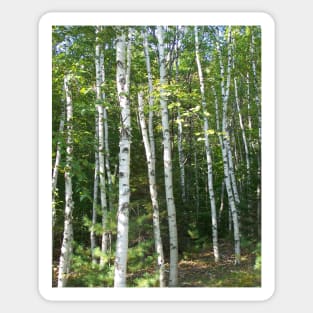 Lispe White Birch Grove Sticker